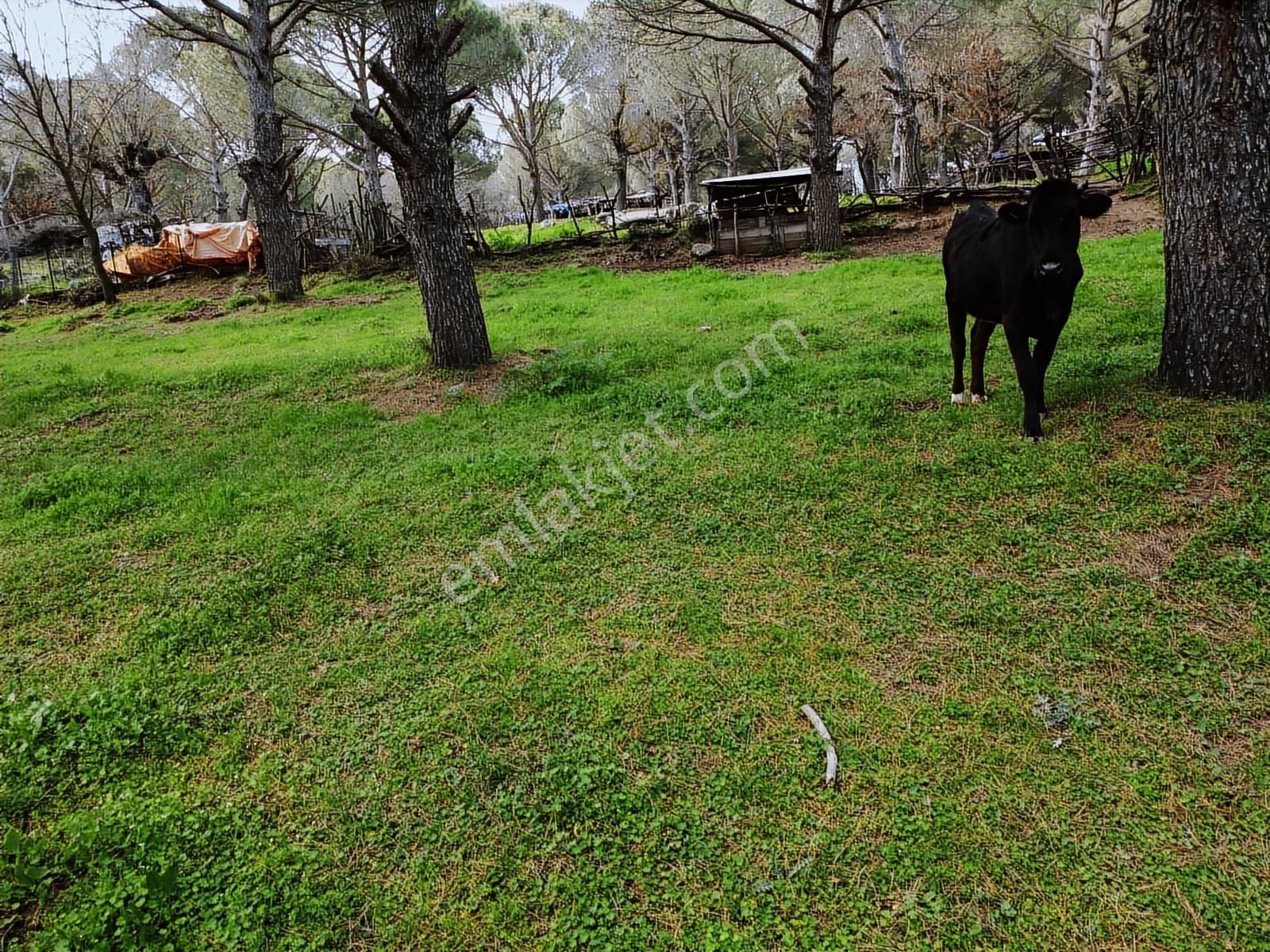 Pinus Gayrimenkul'den // Kozak Yaylası'nda 8.419 M² Fıstıklık - Görsel 27