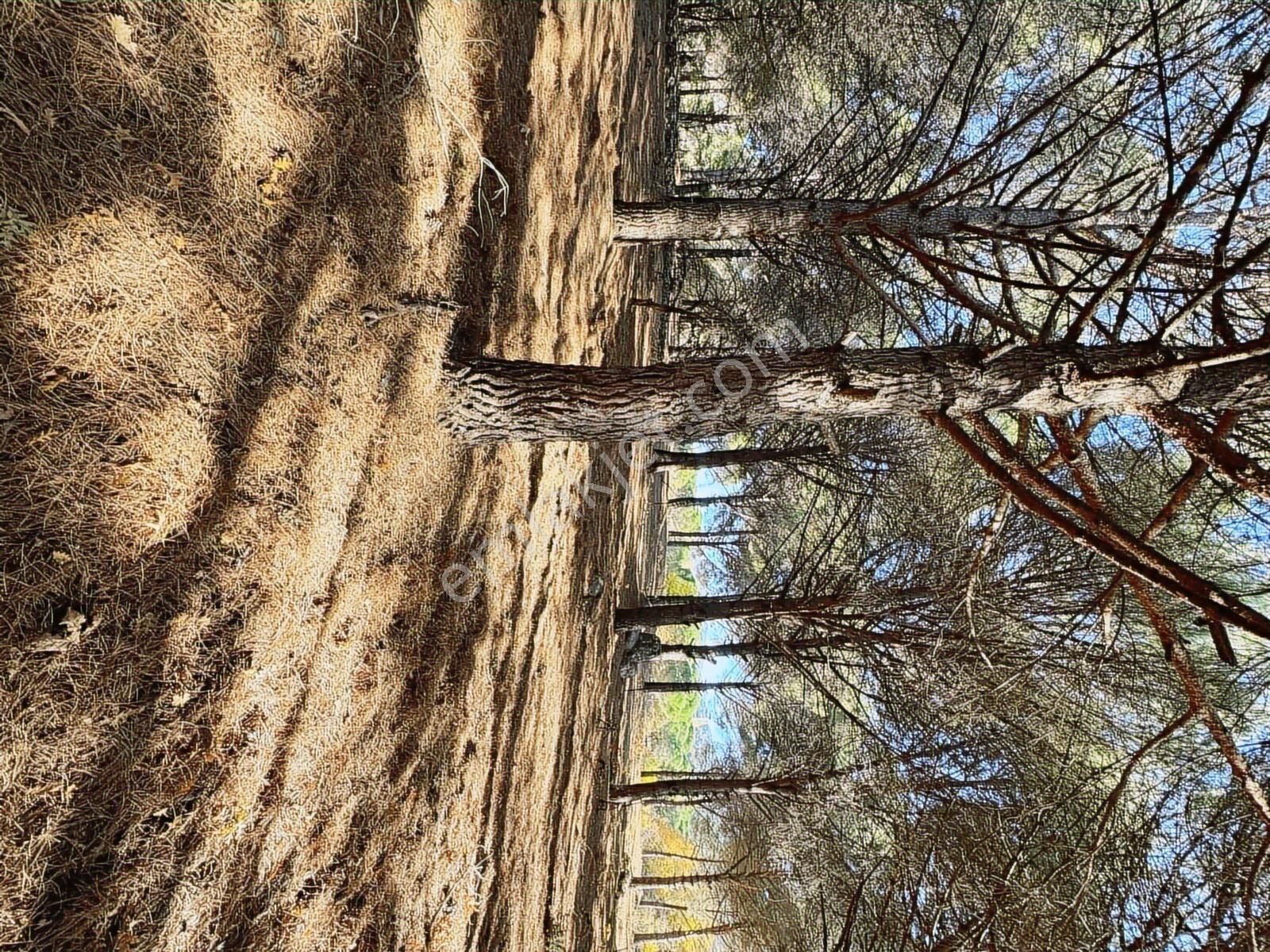 Pinus Gayrimenkul'den//kozak Karaveliler'de 5.512 M² Fıstıklık - Görsel 2