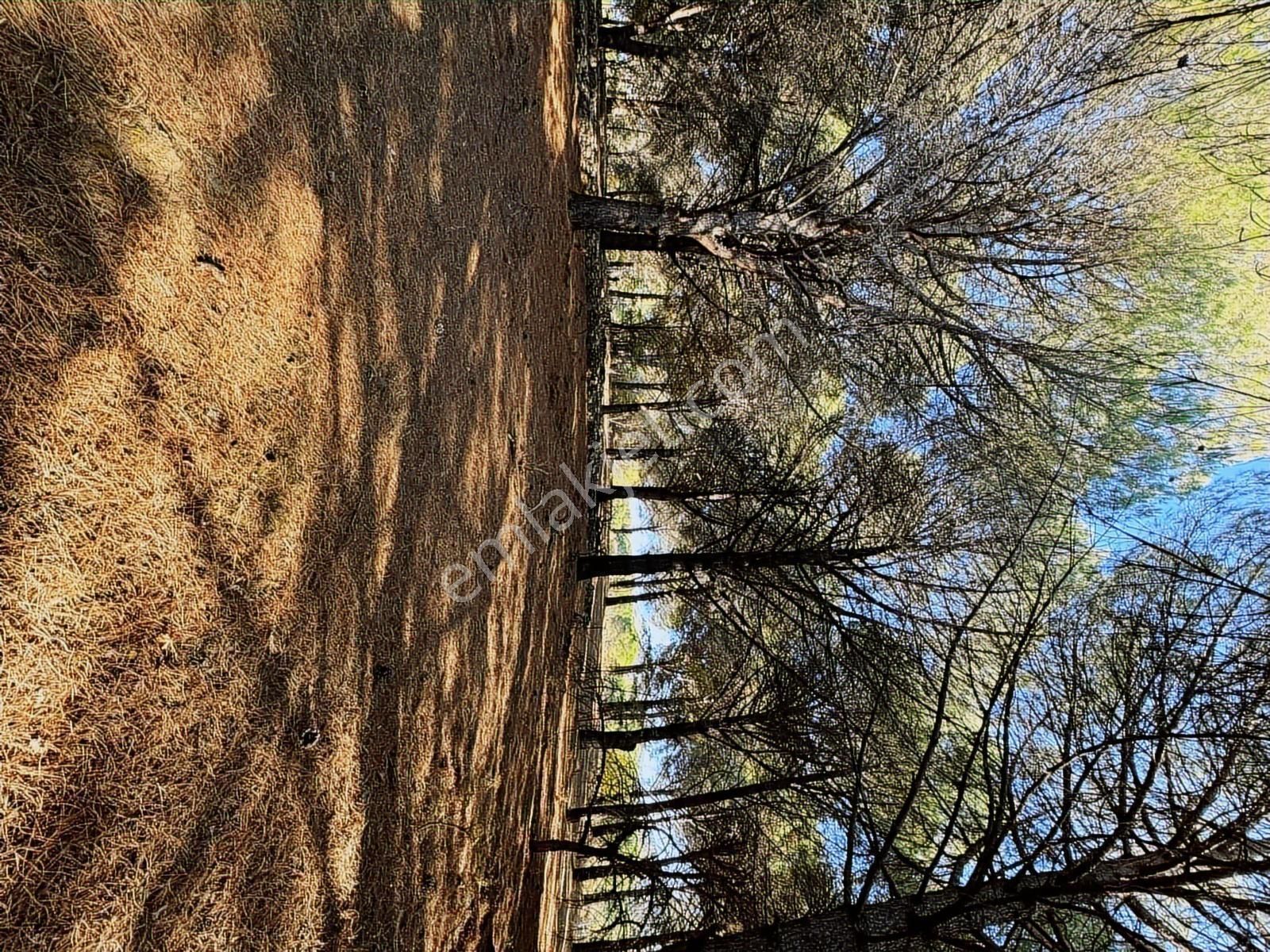 Pinus Gayrimenkul'den//kozak Karaveliler'de 5.512 M² Fıstıklık - Görsel 10