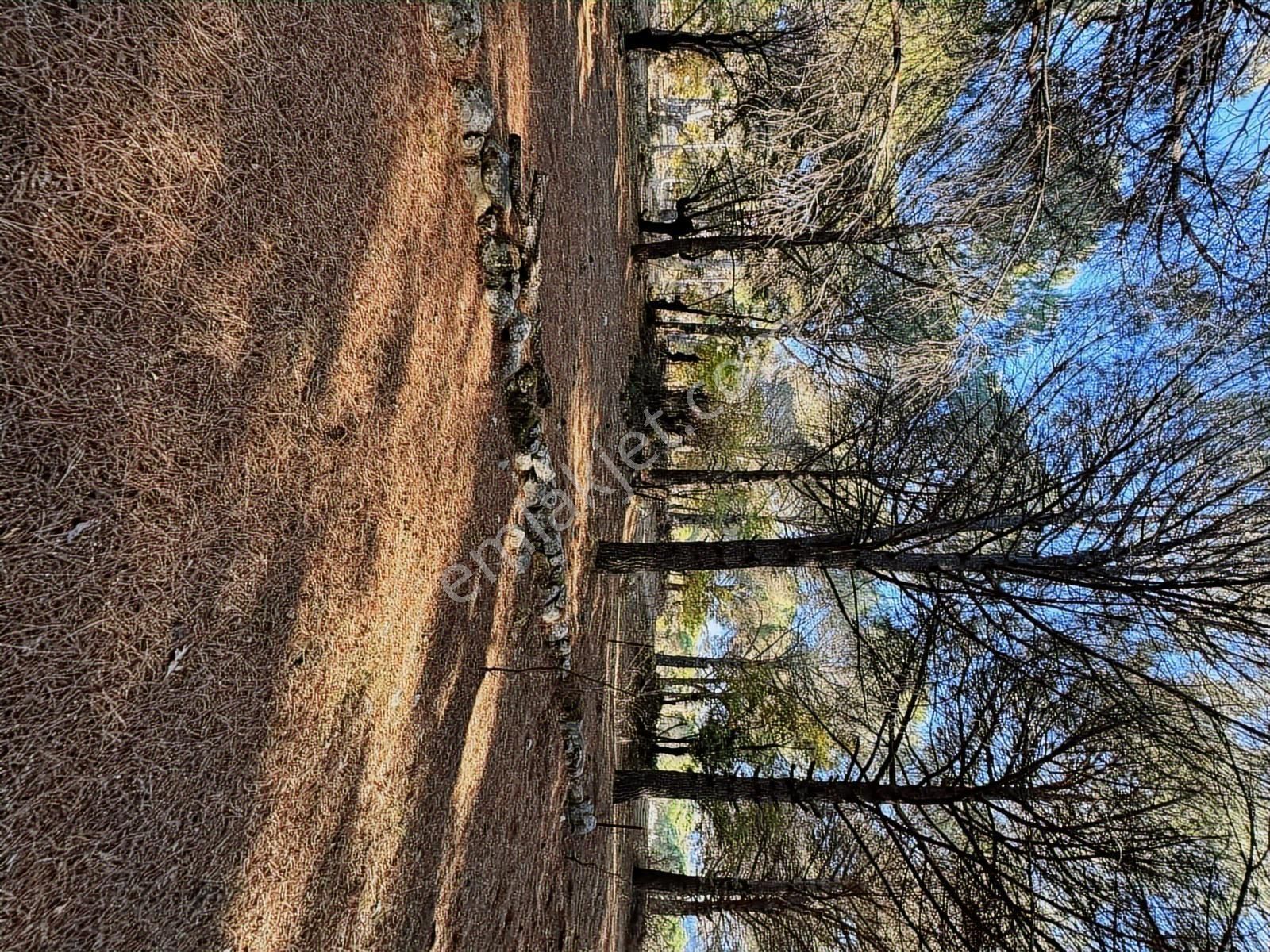Pinus Gayrimenkul'den//kozak Karaveliler'de 5.512 M² Fıstıklık - Görsel 21