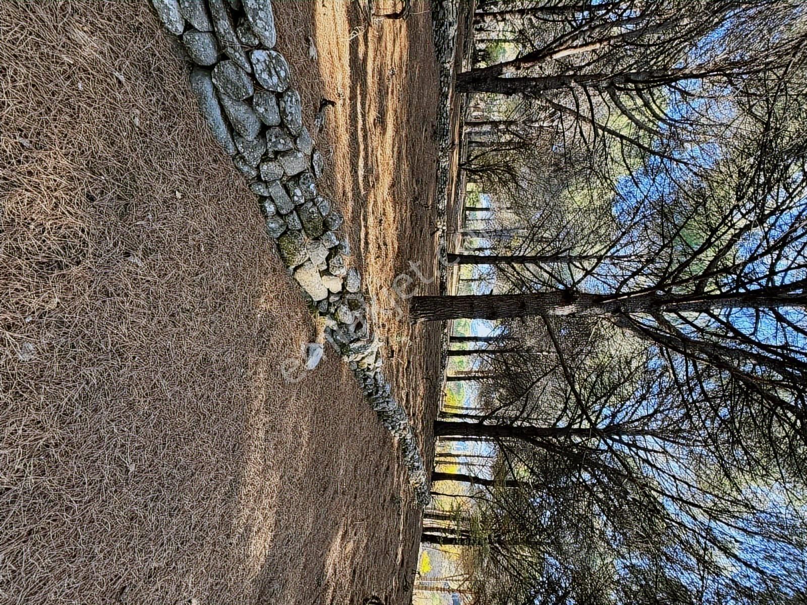 Pinus Gayrimenkul'den//kozak Karaveliler'de 5.512 M² Fıstıklık - Görsel 14
