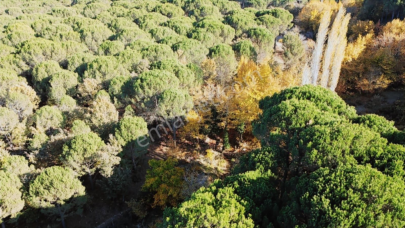 Pinus Gayrimenkul'den//kozak Karaveliler'de 5.512 M² Fıstıklık - Görsel 4