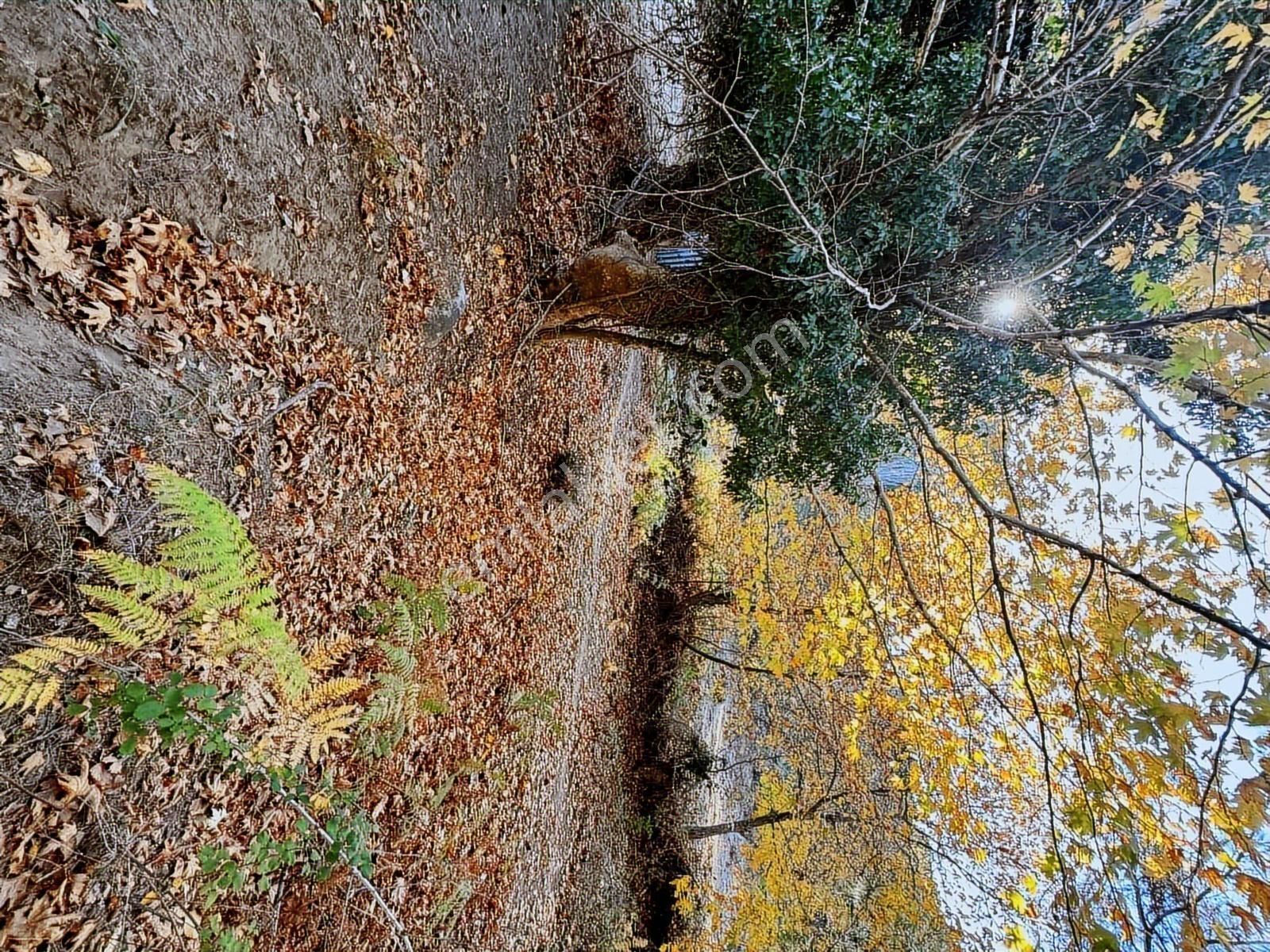 Pinus Gayrimenkul'den//kozak Karaveliler'de 5.512 M² Fıstıklık - Görsel 12