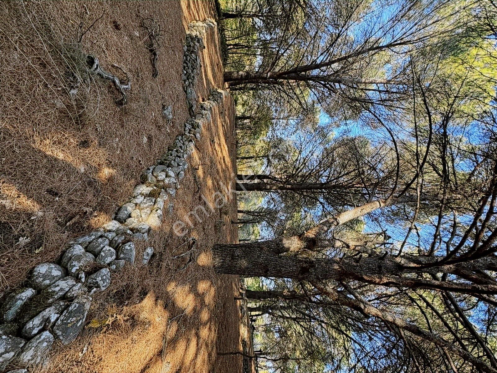 Pinus Gayrimenkul'den//kozak Karaveliler'de 5.512 M² Fıstıklık - Görsel 6