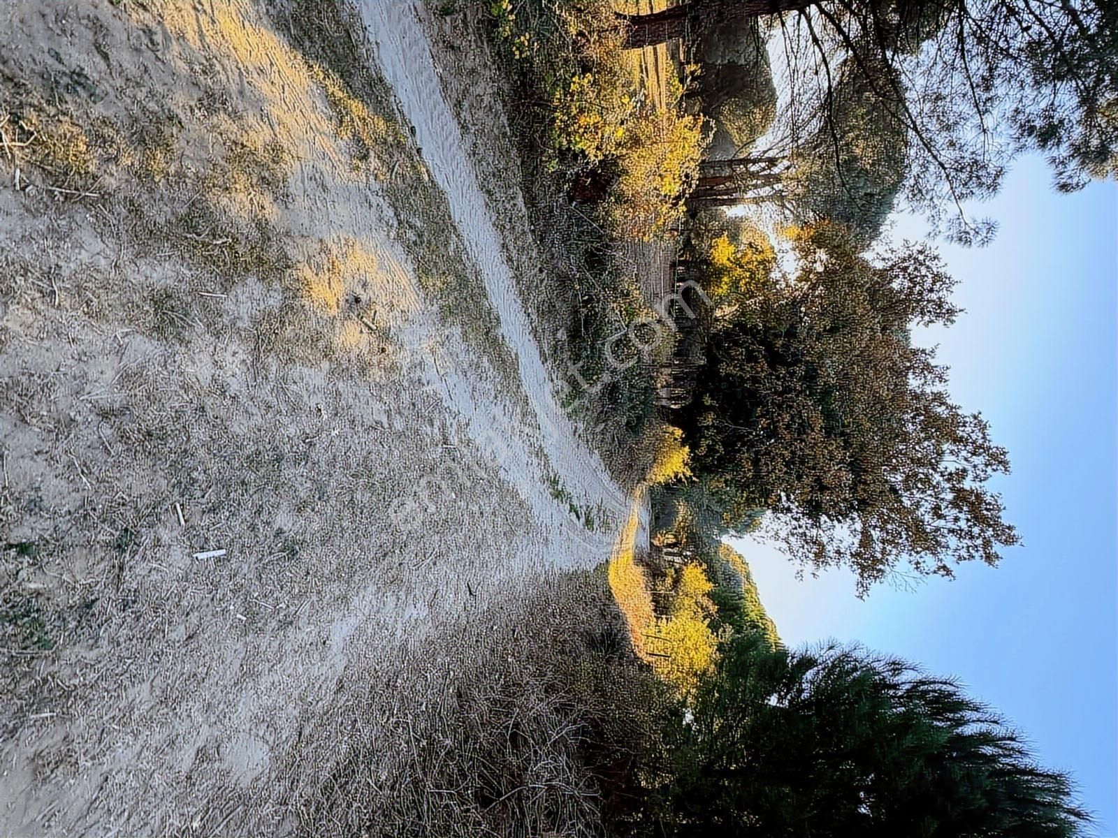 Pinus Gayrimenkul'den//kozakta 8.486 M² Fıstık Çamlı Tarla - Görsel 20