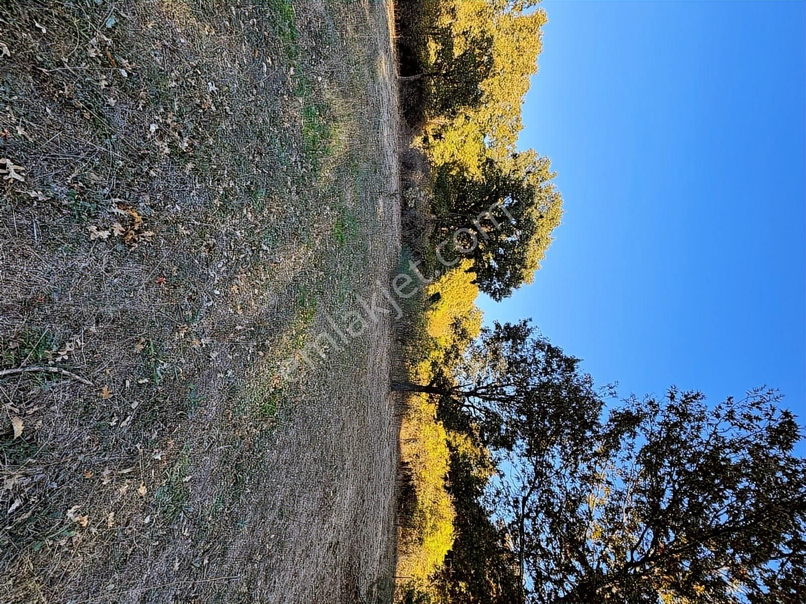 Pinus Gayrimenkul'den//kozakta 8.486 M² Fıstık Çamlı Tarla - Görsel 13