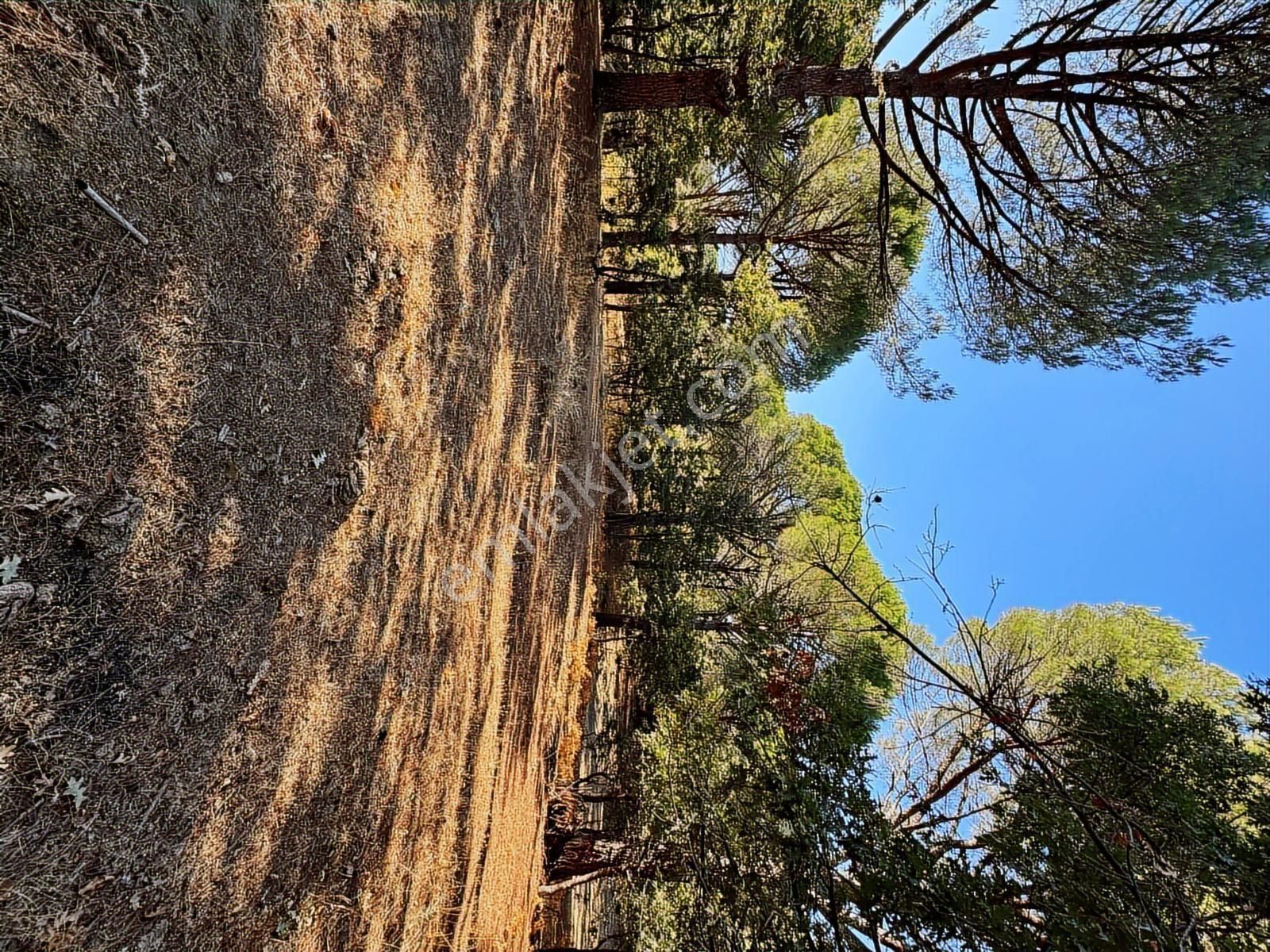 Pinus Gayrimenkul'den//9.810 M² Köye 700 Mt. Satılık Fıstıklık - Görsel 32