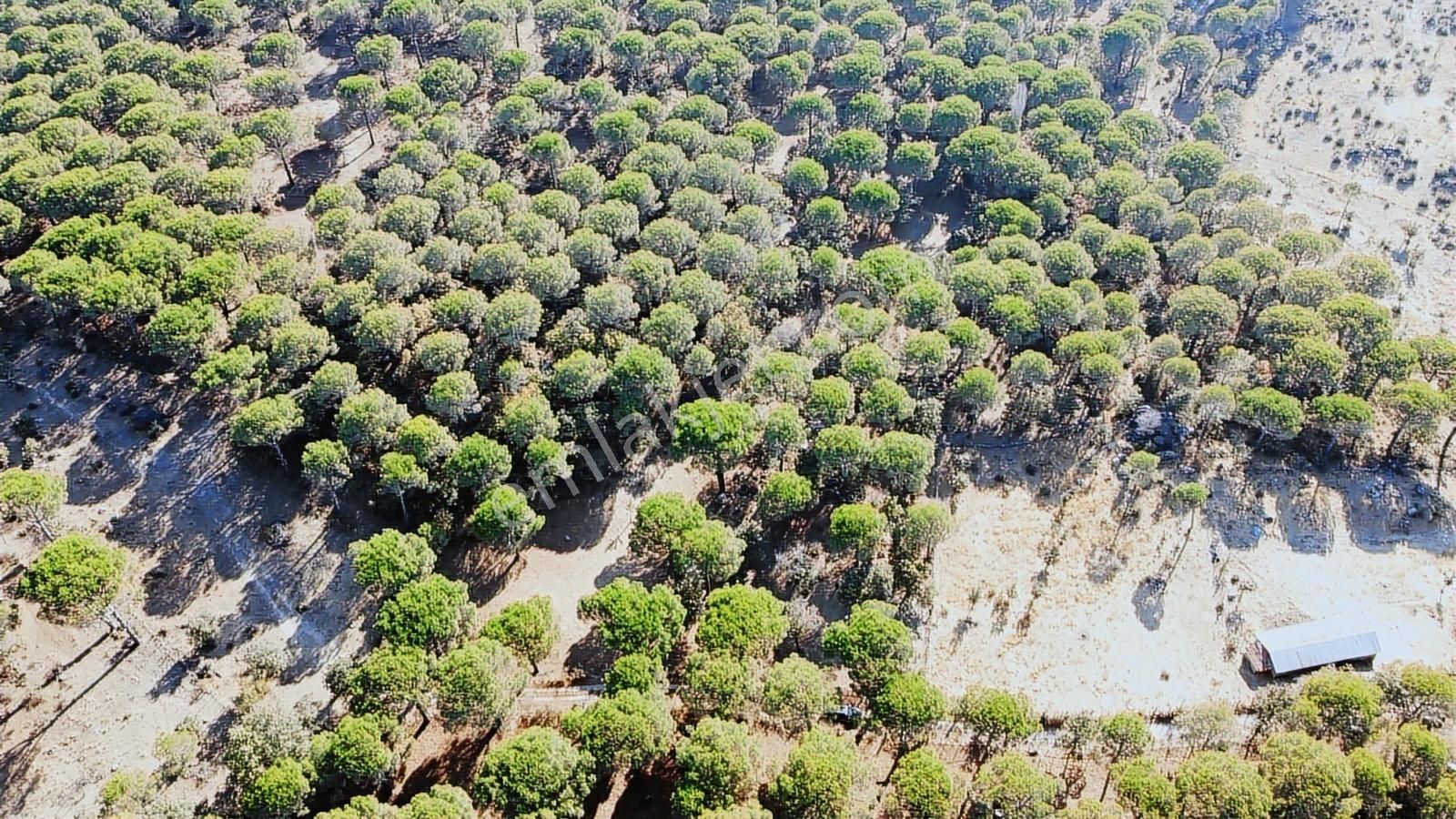 Pinus Gayrimenkul'den//9.810 M² Köye 700 Mt. Satılık Fıstıklık - Görsel 5