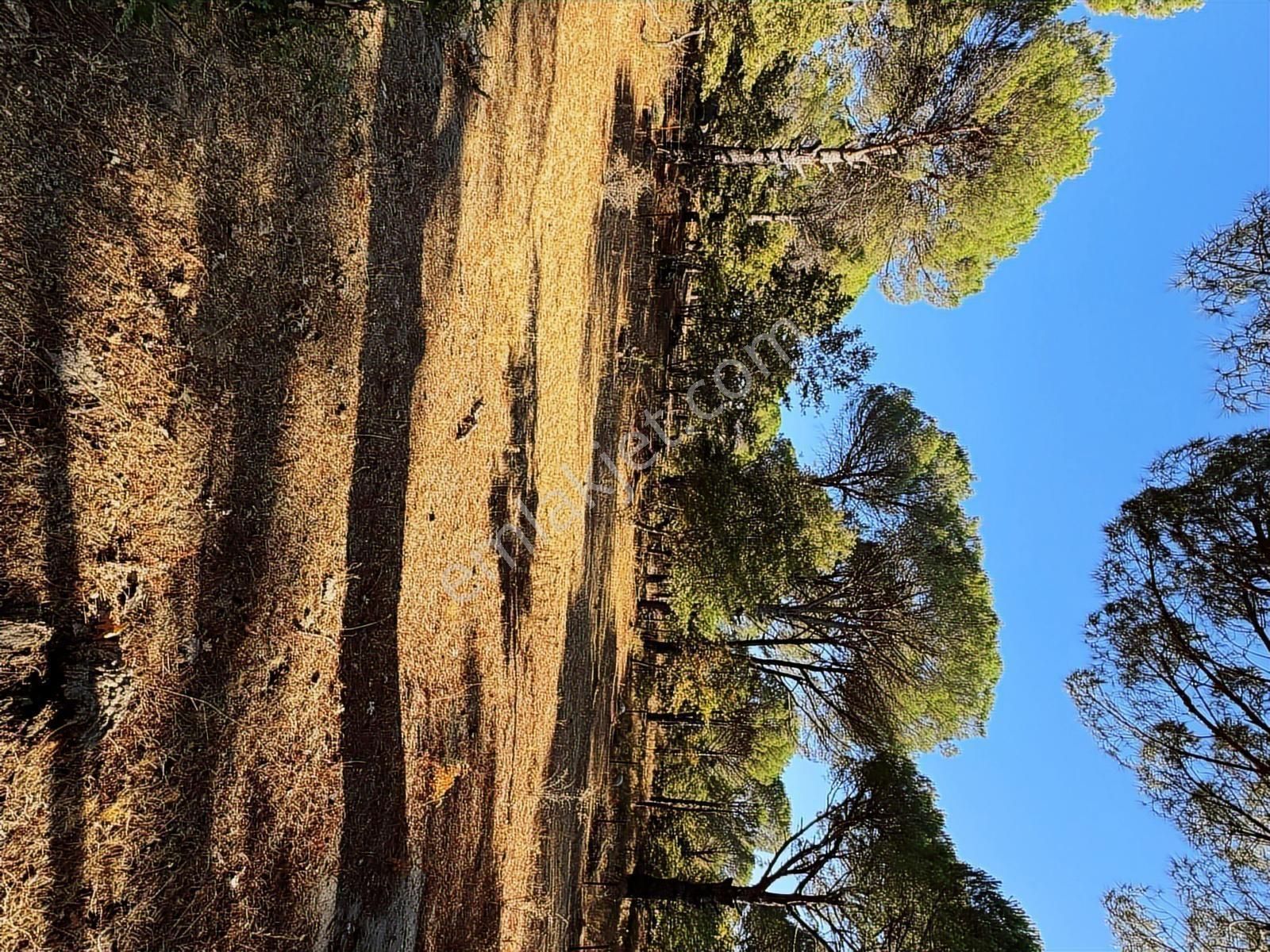 Pinus Gayrimenkul'den//9.810 M² Köye 700 Mt. Satılık Fıstıklık - Görsel 20