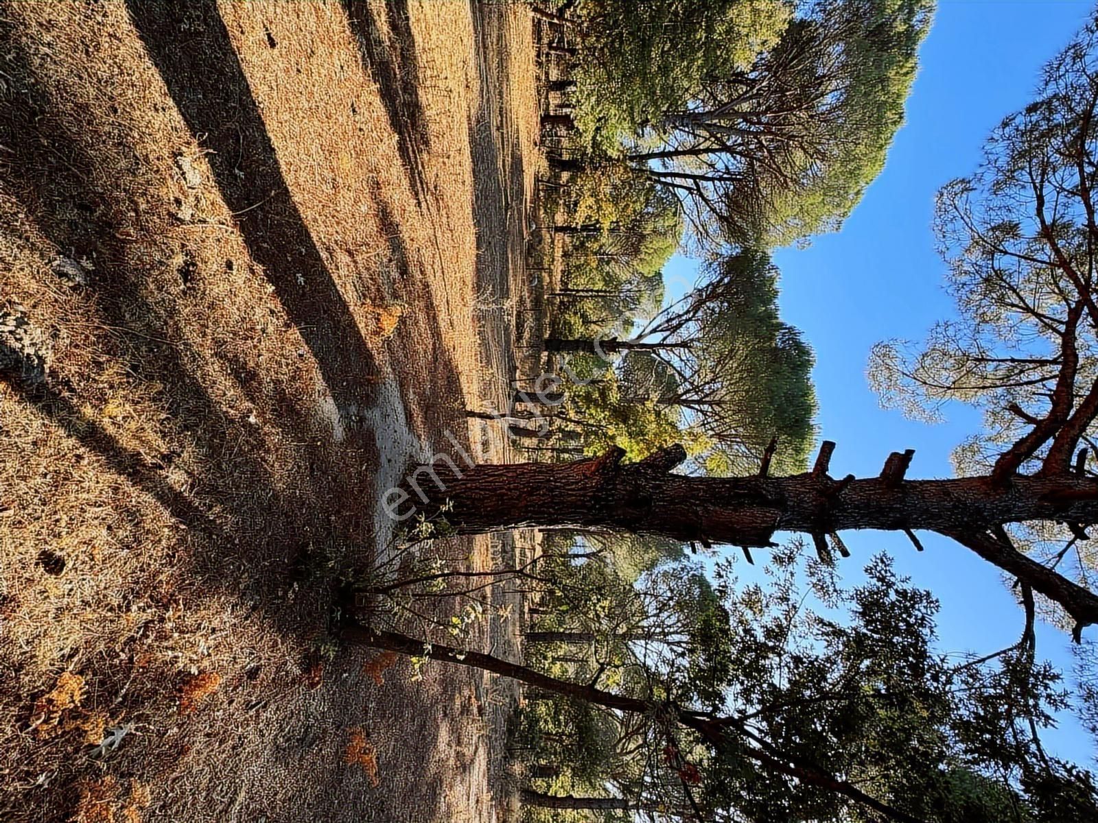 Pinus Gayrimenkul'den//9.810 M² Köye 700 Mt. Satılık Fıstıklık - Görsel 29
