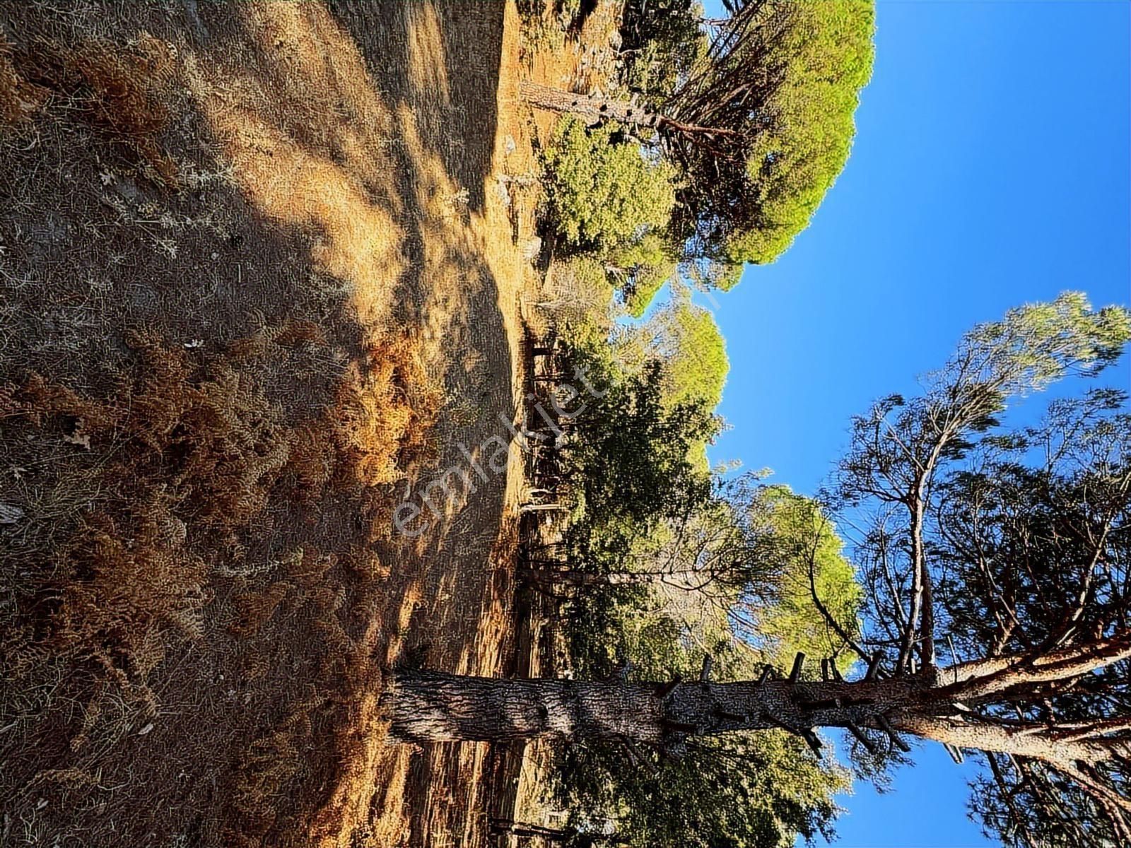 Pinus Gayrimenkul'den//9.810 M² Köye 700 Mt. Satılık Fıstıklık - Görsel 10
