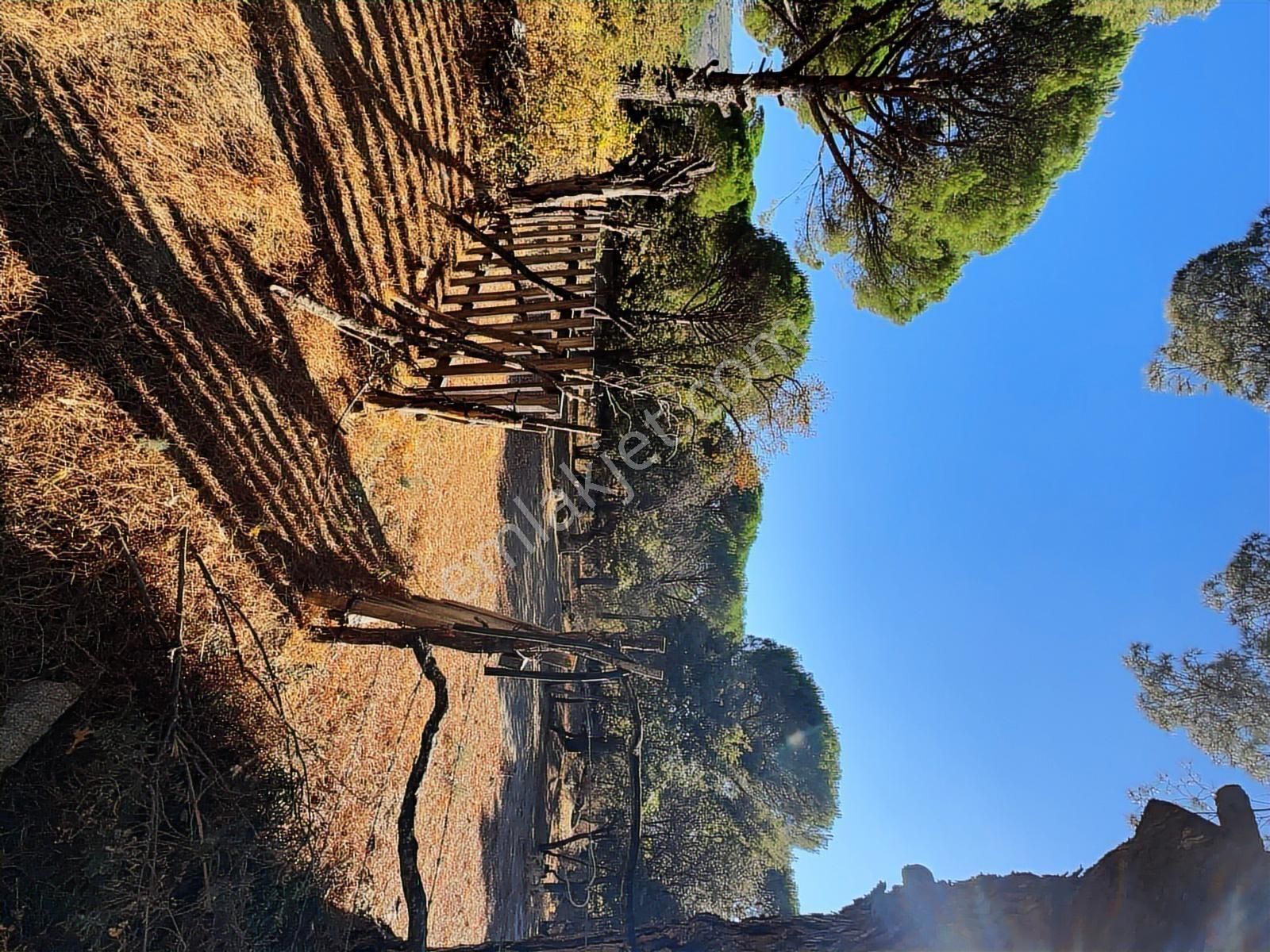 Pinus Gayrimenkul'den//9.810 M² Köye 700 Mt. Satılık Fıstıklık - Görsel 13