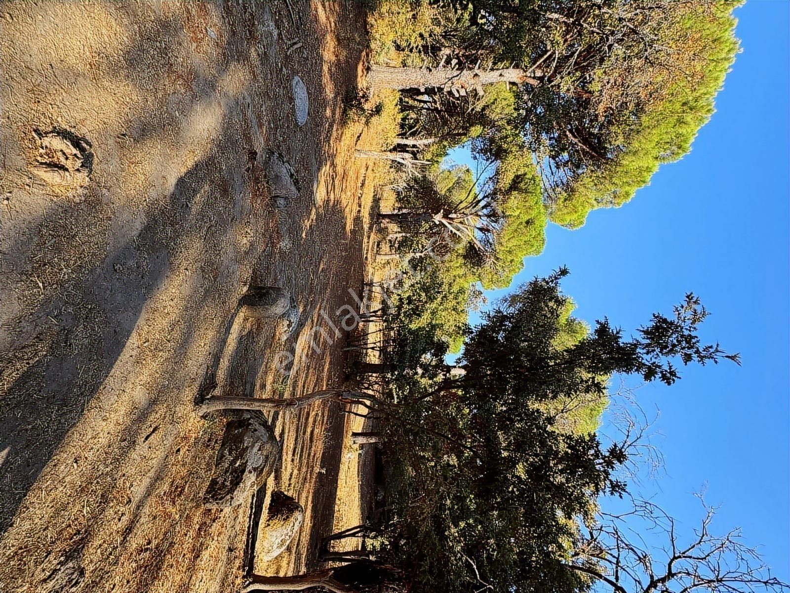 Pinus Gayrimenkul'den//9.810 M² Köye 700 Mt. Satılık Fıstıklık - Görsel 2