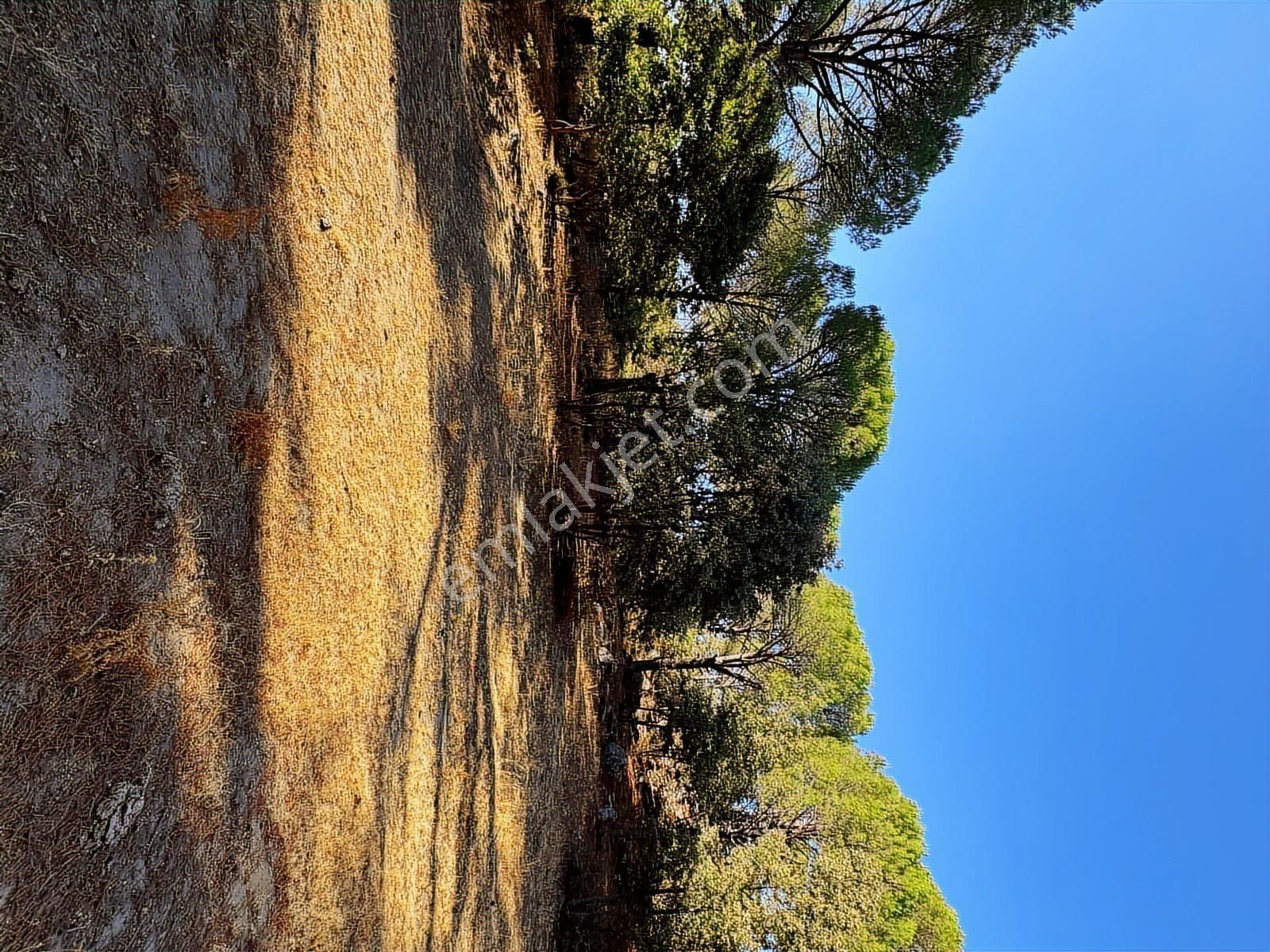 Pinus Gayrimenkul'den//9.810 M² Köye 700 Mt. Satılık Fıstıklık - Görsel 9