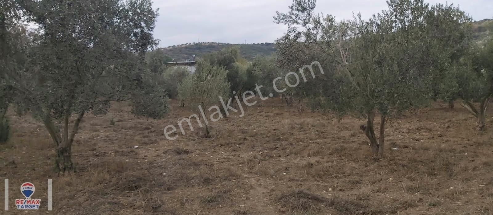 İzmir Tire Işıklarda Avlulu Kargir Ev + 200e Yakın Zeytin Ağacı - Görsel 5