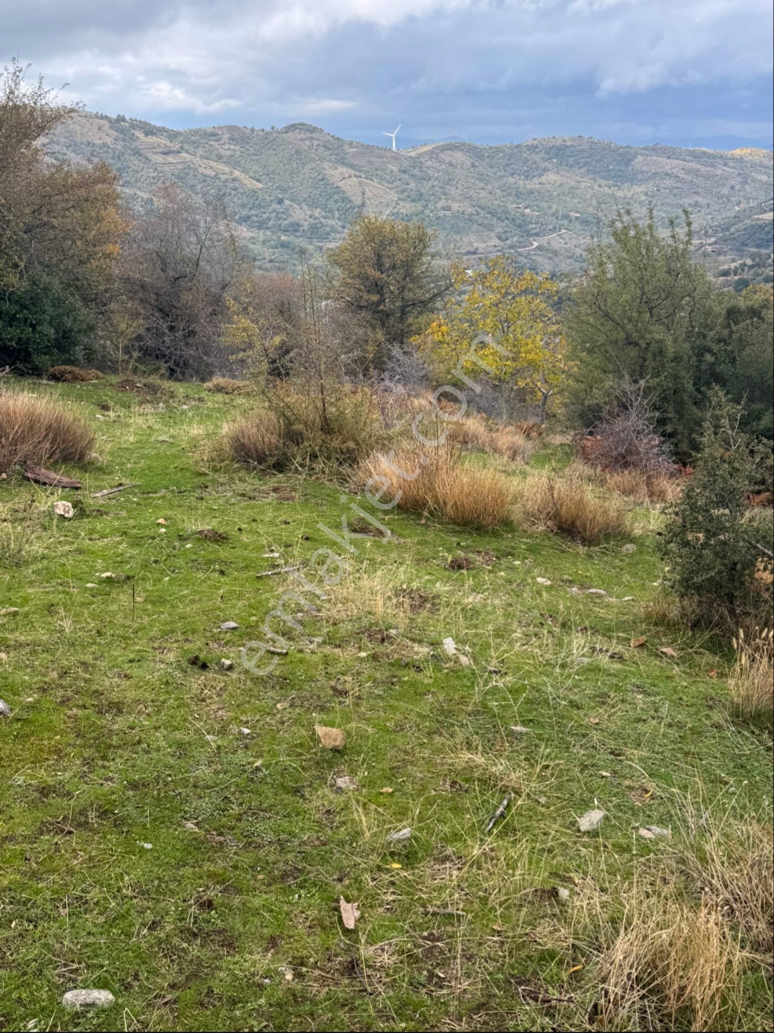 Ceviz Ve Kestane Bahçesi - Görsel 6