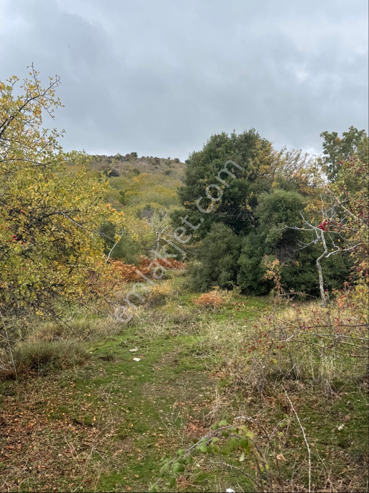 Ceviz Ve Kestane Bahçesi - Görsel 8