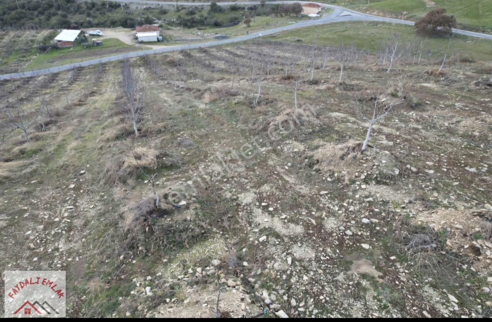 Manisa Köprübaşı Yarderede 308 Dönüm Ceviz Bahçesi - Görsel 12