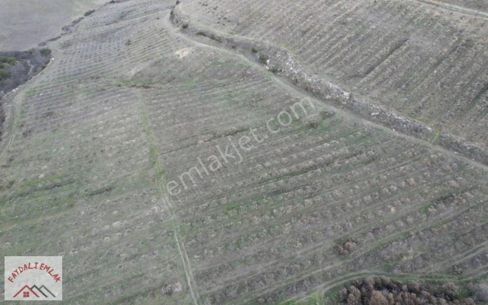 Manisa Köprübaşı Yarderede 308 Dönüm Ceviz Bahçesi - Görsel 9