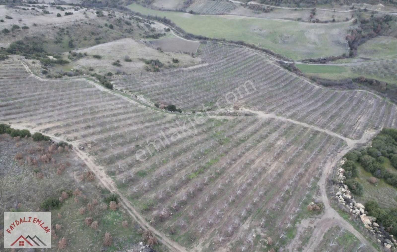 Manisa Köprübaşı Yarderede 308 Dönüm Ceviz Bahçesi - Görsel 10