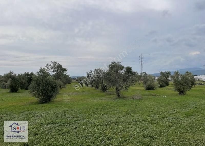 Urla Sıra Mahalle İtokent' E Komşu Satılık Arazi - Görsel 31