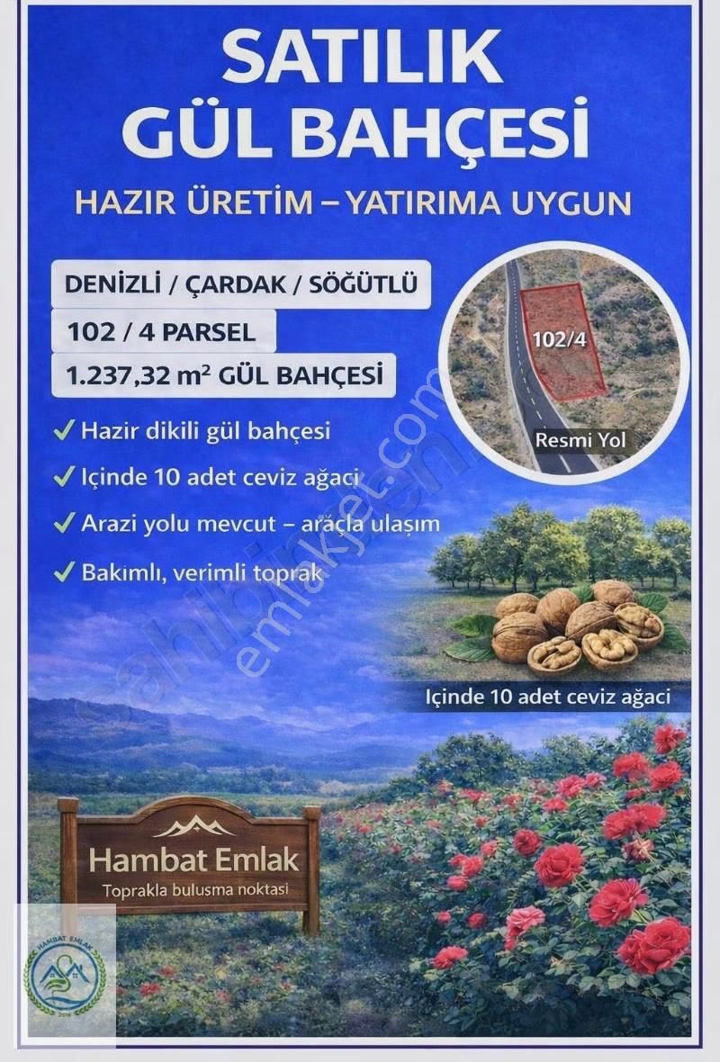 Ticari Getirili Dikili Gül Bahçesi Denizli Çardak Söğütlü