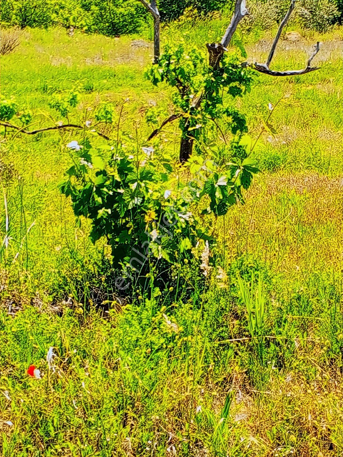 Talha Tozduman'dan Ermenek Y.çağlarda 2.209m M.tapulu Kup10bahçe - Görsel 22