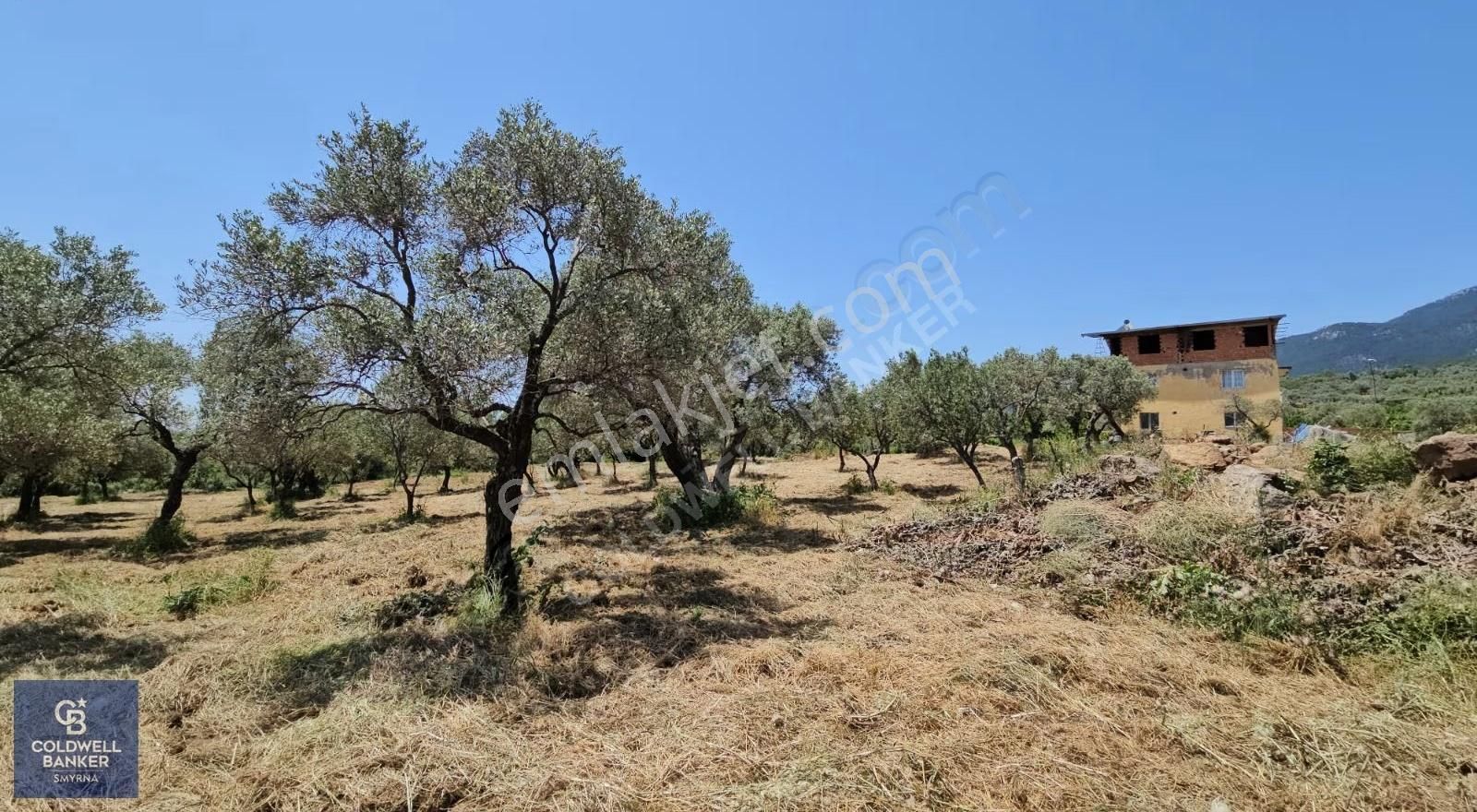 Kemalpaşa Vişnelide 13.640 M² | Çiftlik Ruhsatlı | 3 Katlı Yapı - Görsel 16