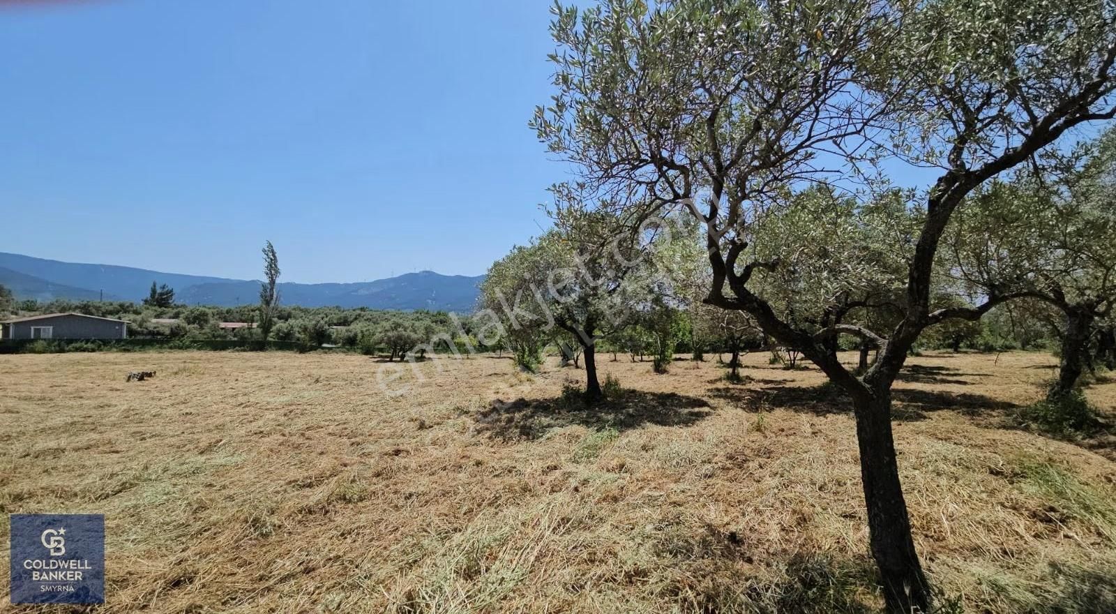 Kemalpaşa Vişnelide 13.640 M² | Çiftlik Ruhsatlı | 3 Katlı Yapı - Görsel 22