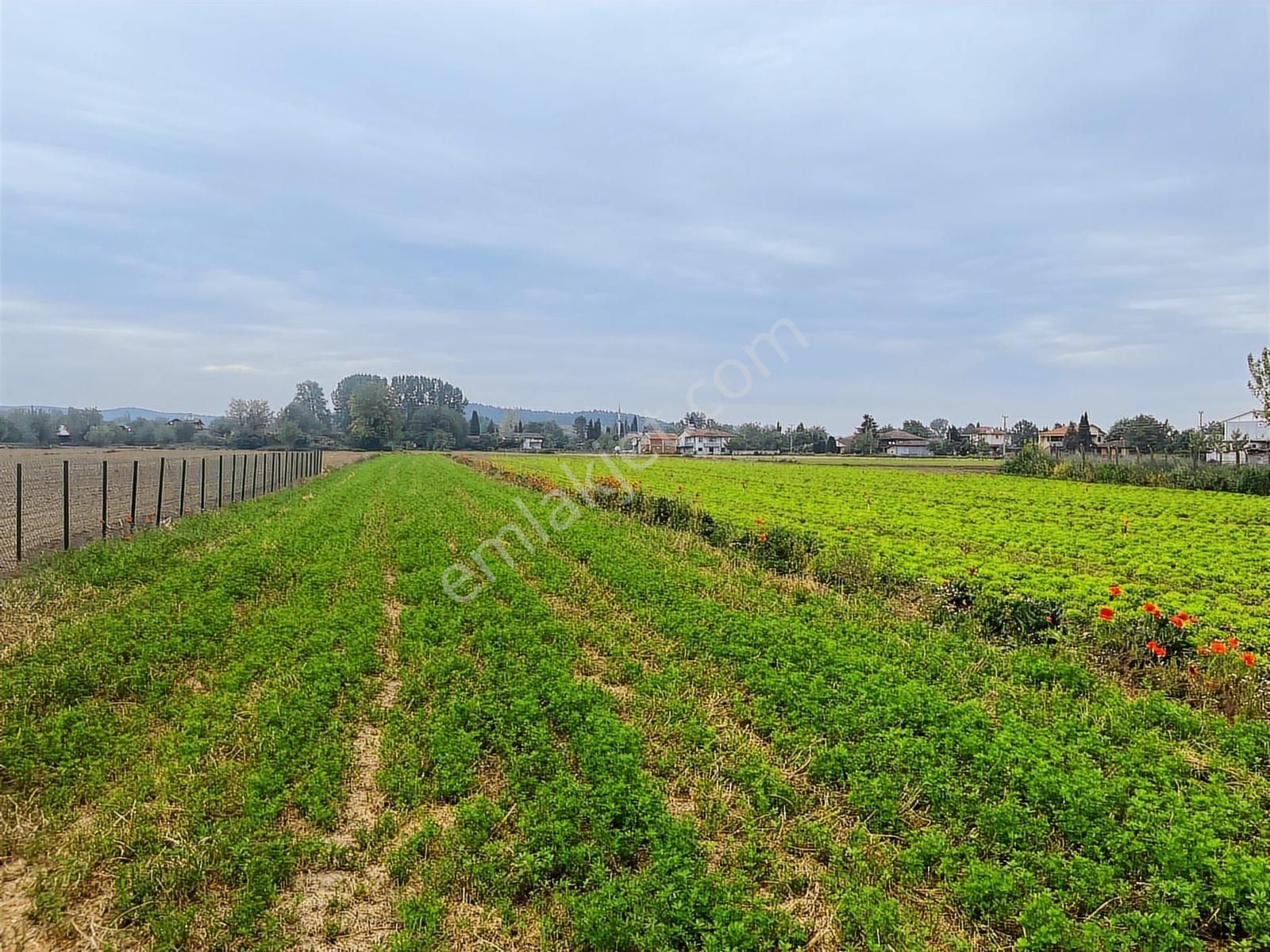 Doğancılarda Fırsat Tarla ! 1.560 M2 Yol Kenarı ! - Görsel 10