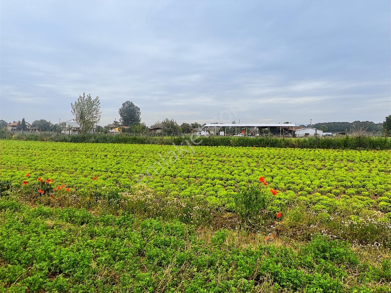 Doğancılarda Fırsat Tarla ! 1.560 M2 Yol Kenarı ! - Görsel 19
