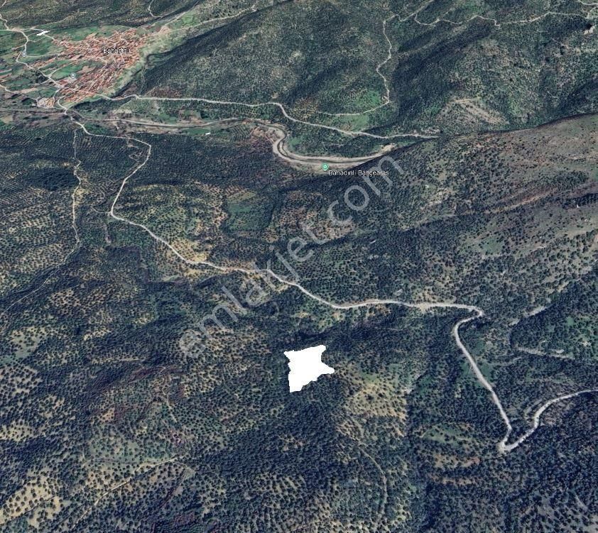 Burhaniye Avunduk Mahallesi’nde Satılık Zeytinlik - Görsel 3