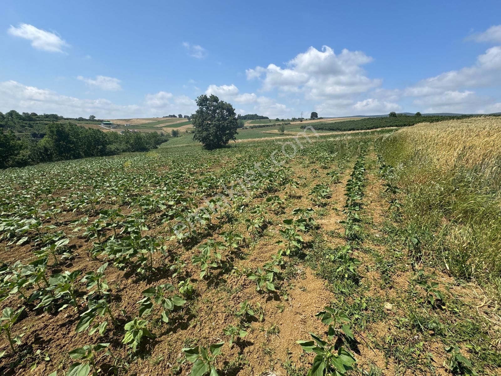 İmamlarda Yatırıma Uygun 1.330 M2 Satılık Havadar Konum Tarla - Görsel 3
