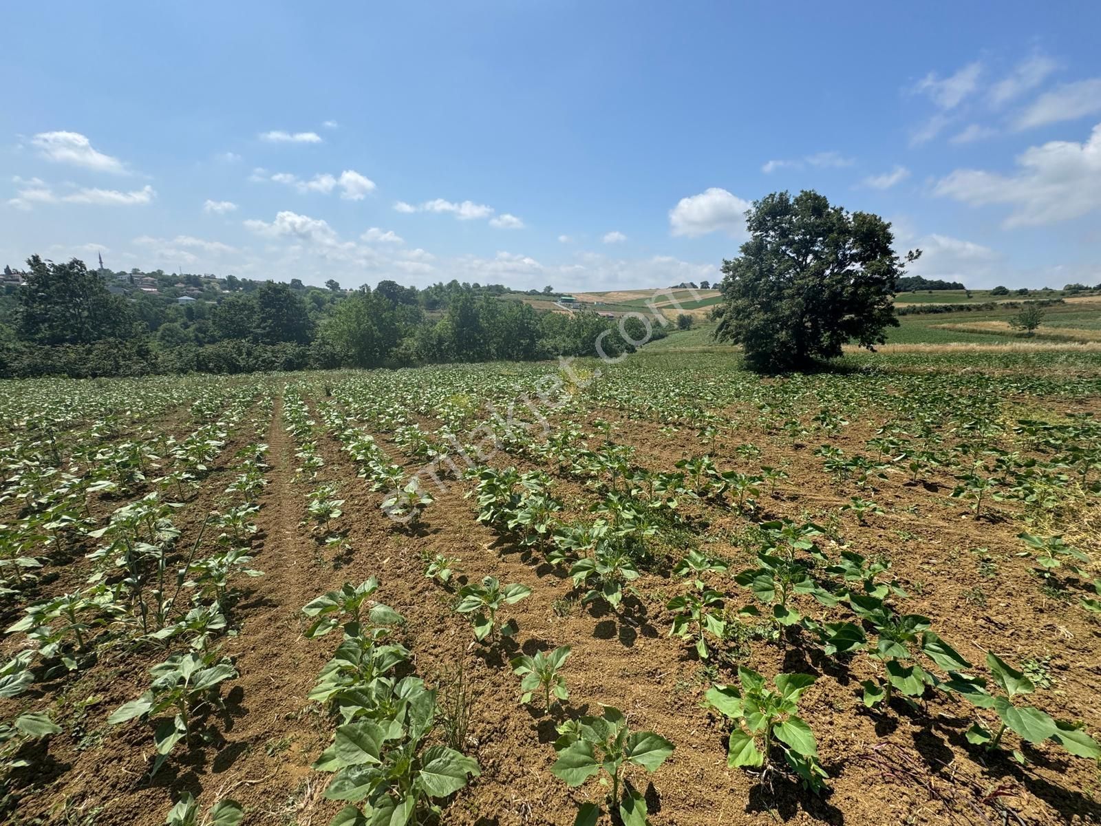İmamlarda Yatırıma Uygun 1.330 M2 Satılık Havadar Konum Tarla