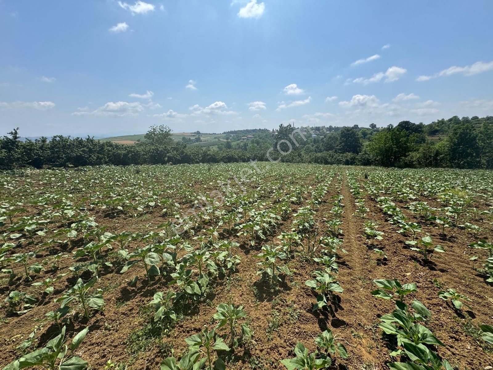 İmamlarda Yatırıma Uygun 1.330 M2 Satılık Havadar Konum Tarla - Görsel 12