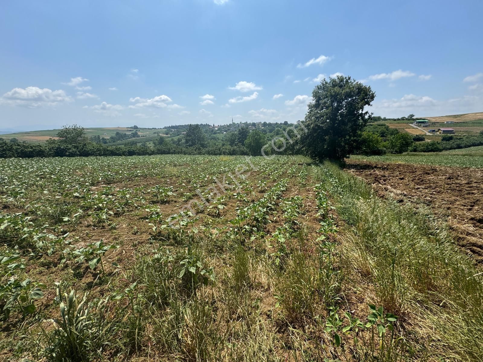 İmamlarda Yatırıma Uygun 1.330 M2 Satılık Havadar Konum Tarla - Görsel 2