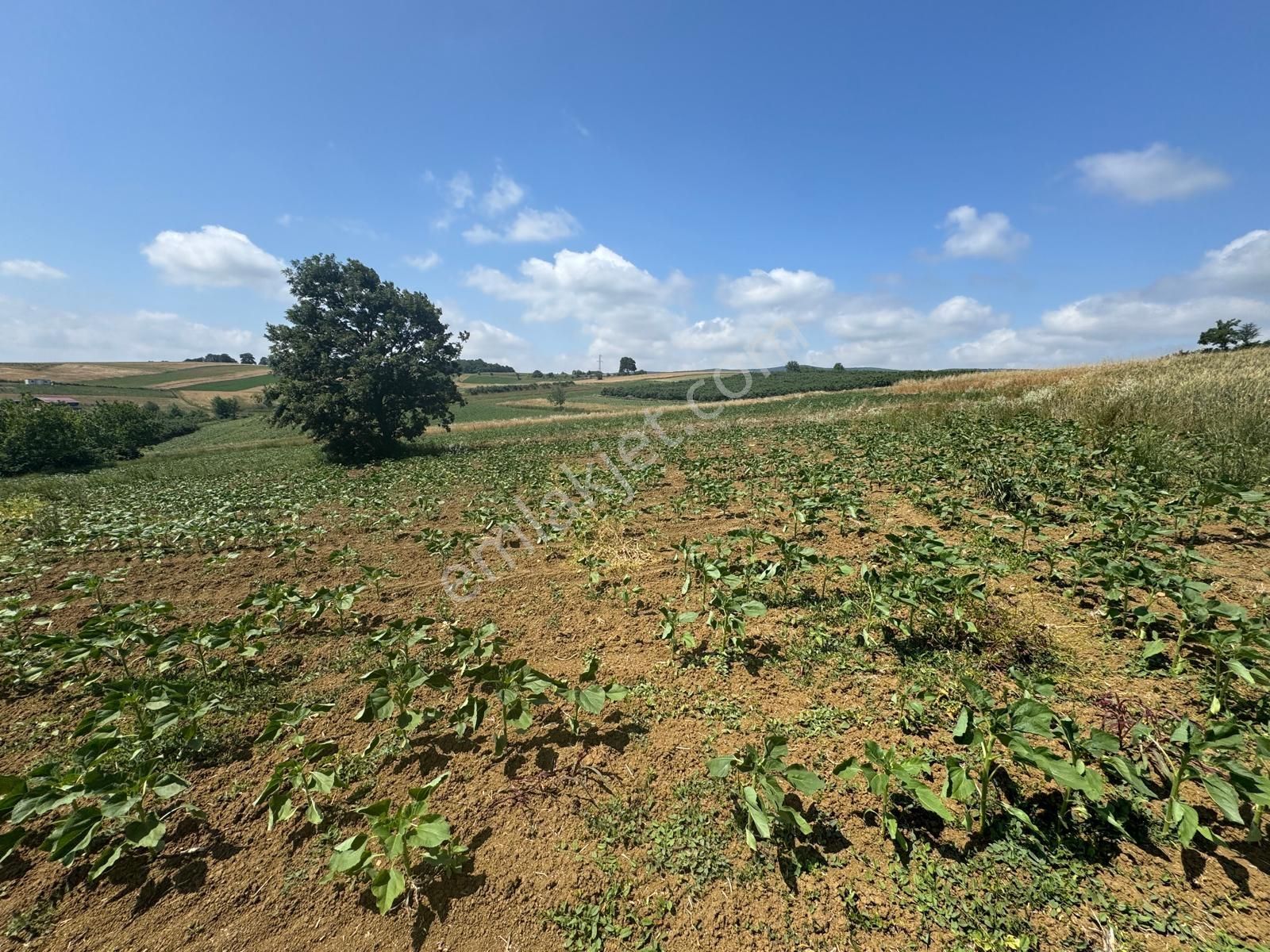 İmamlarda Yatırıma Uygun 1.330 M2 Satılık Havadar Konum Tarla - Görsel 10