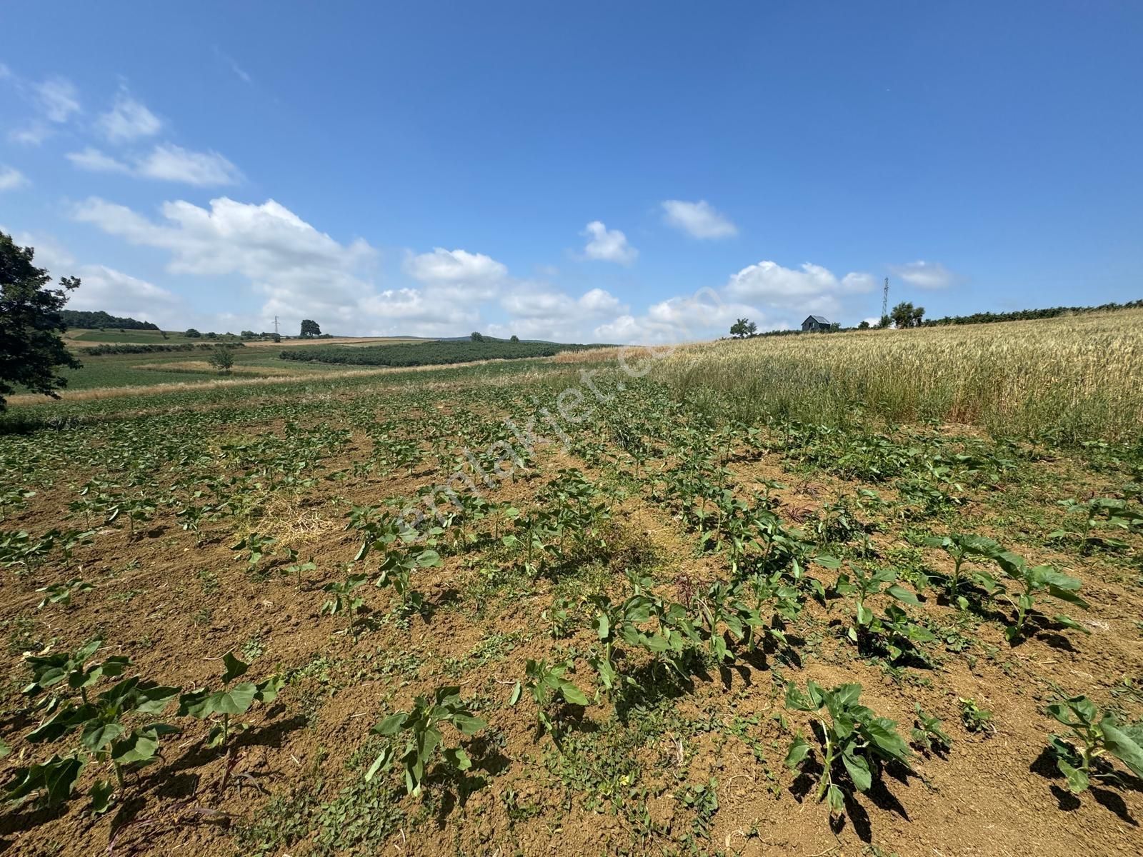 İmamlarda Yatırıma Uygun 1.330 M2 Satılık Havadar Konum Tarla - Görsel 13