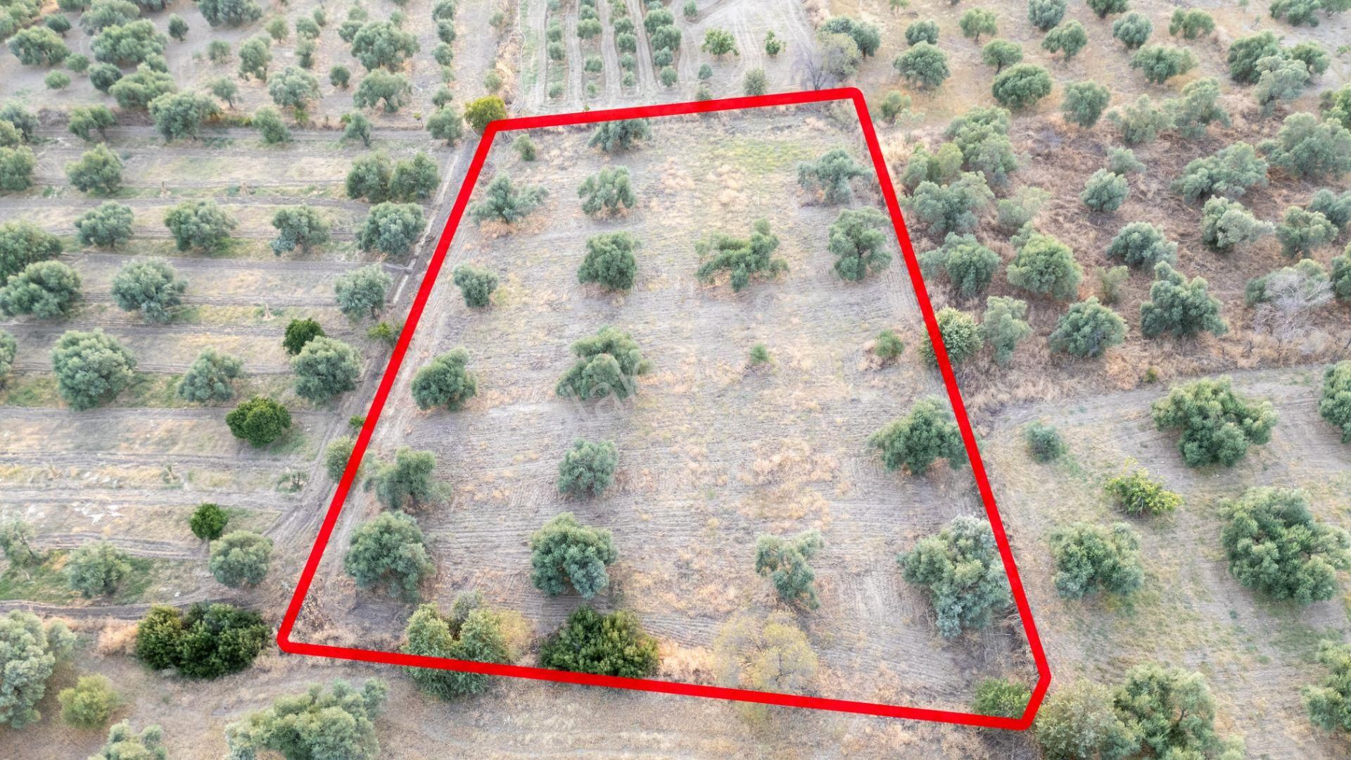 Güzelköy Mahallesinde Satılık 4 Dönüme Yakın Zeytinlik - Görsel 5