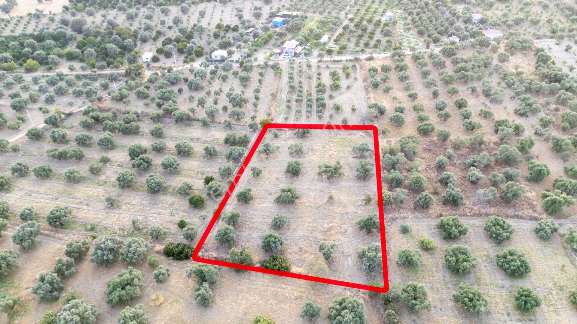 Güzelköy Mahallesinde Satılık 4 Dönüme Yakın Zeytinlik