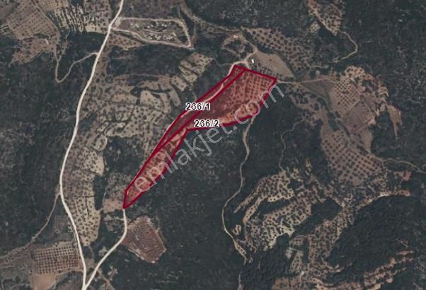 Çeşme Germiyan'da Zeytin Ağaçlı Toplam 33 Dönüm Satılık Tarla! - Görsel 2