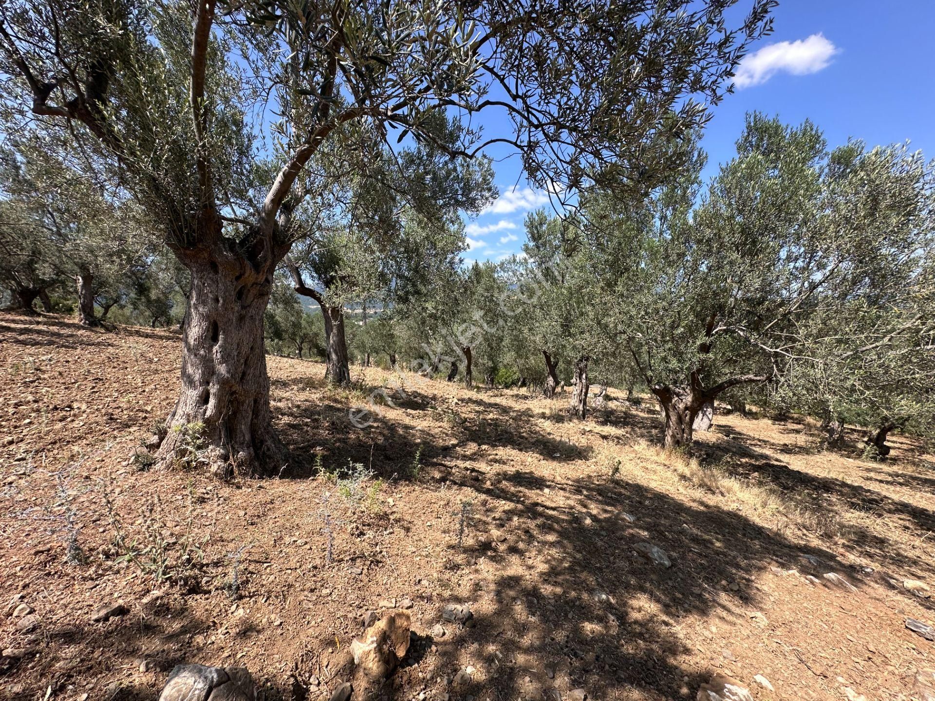 ▀▄mera Emlaktan Dereli Köyüne Yakın 15.500 M2 Müstakil Zeytinlik - Görsel 30