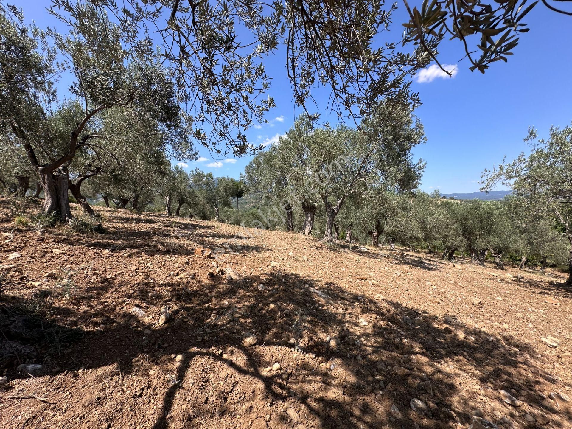 ▀▄mera Emlaktan Dereli Köyüne Yakın 15.500 M2 Müstakil Zeytinlik - Görsel 26