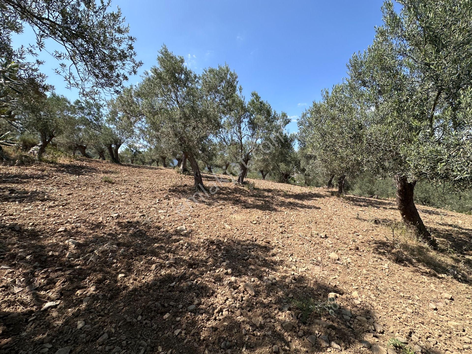 ▀▄mera Emlaktan Dereli Köyüne Yakın 15.500 M2 Müstakil Zeytinlik - Görsel 5