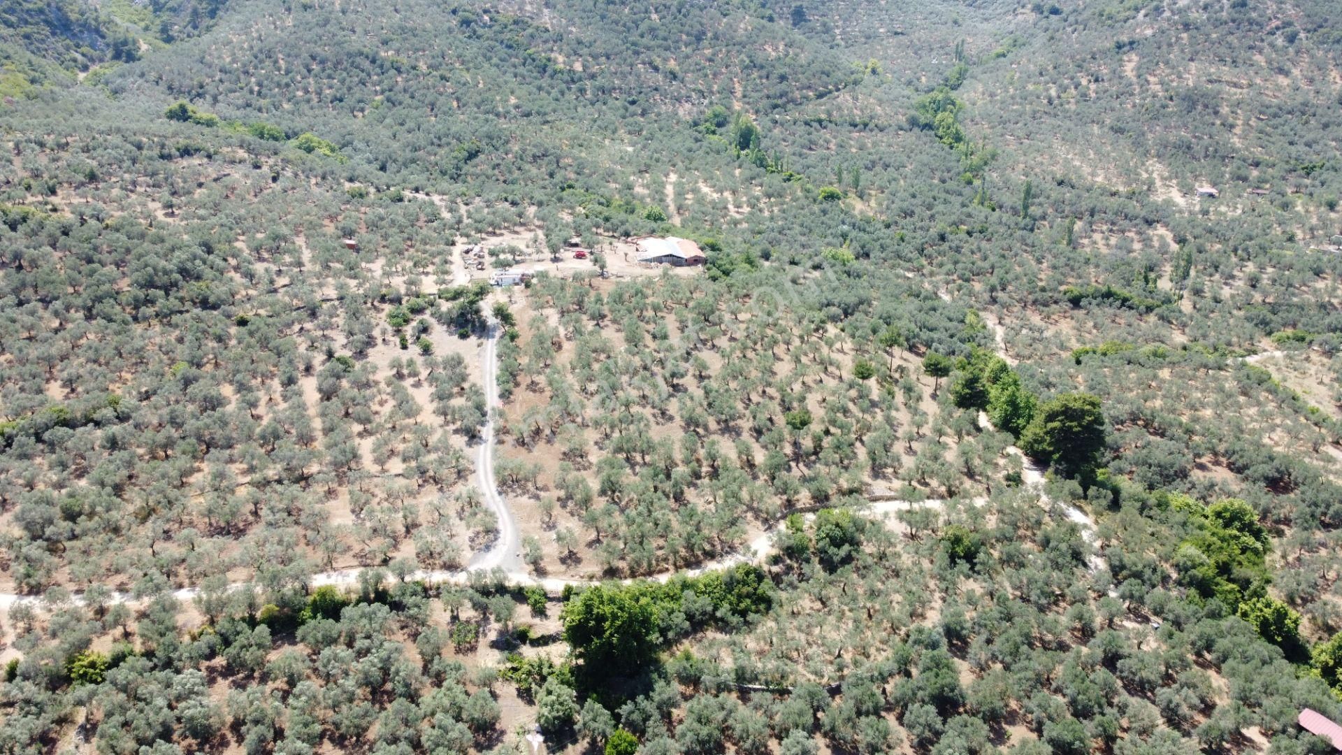 ▀▄mera Emlaktan Dereli Köyüne Yakın 15.500 M2 Müstakil Zeytinlik - Görsel 19