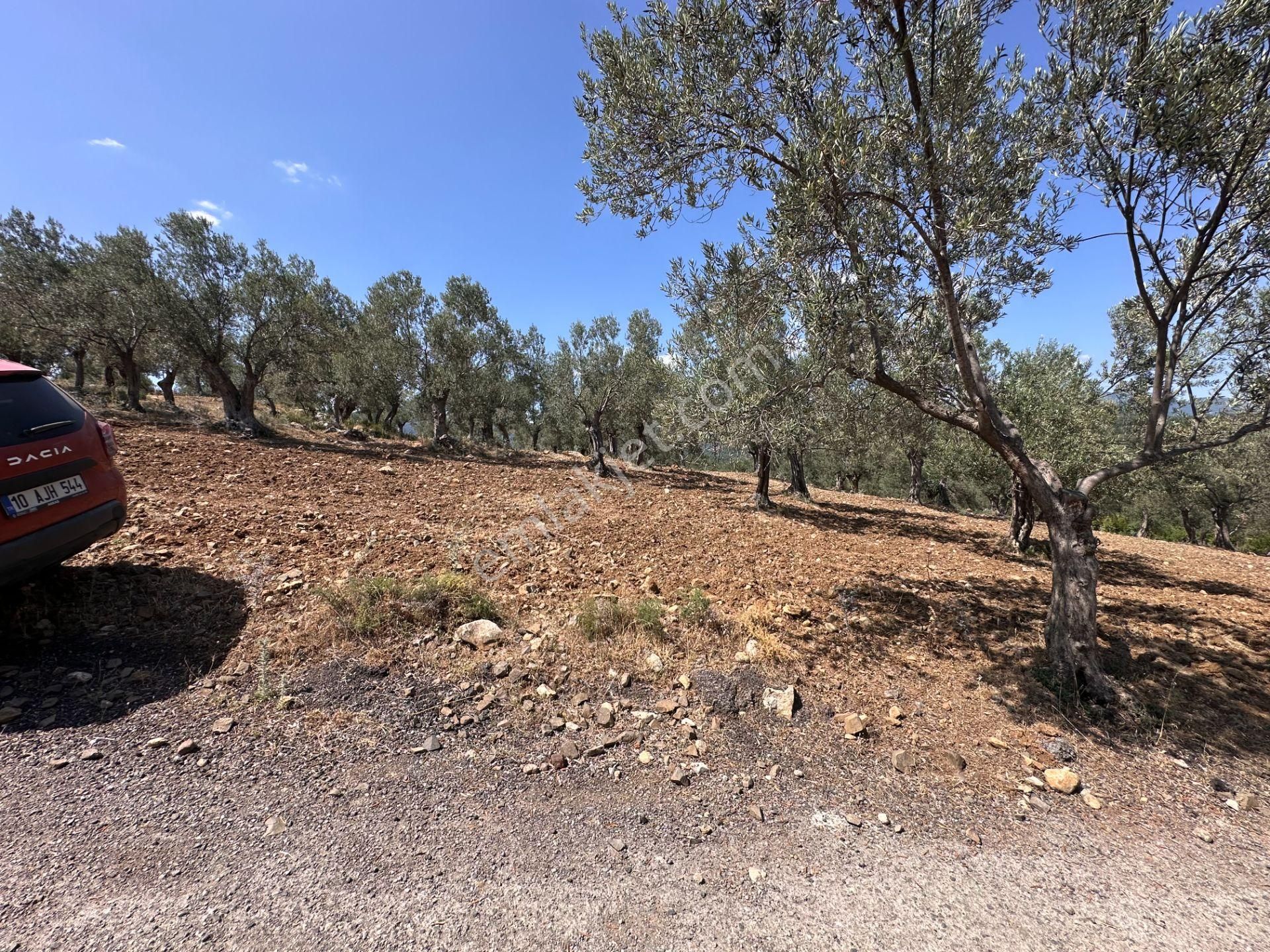 ▀▄mera Emlaktan Dereli Köyüne Yakın 15.500 M2 Müstakil Zeytinlik - Görsel 31