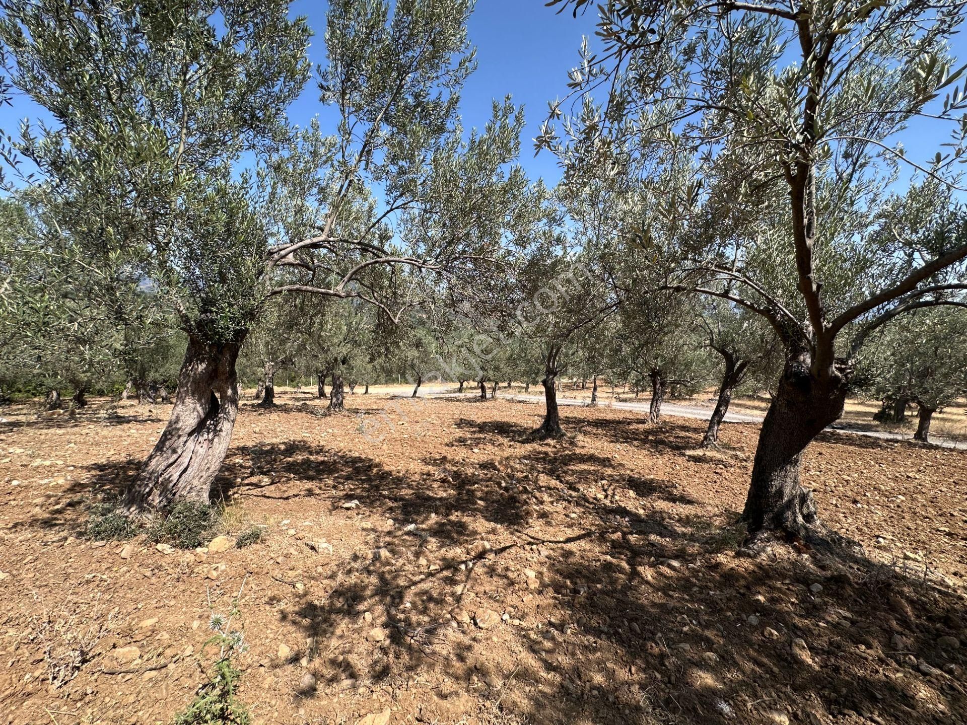 ▀▄mera Emlaktan Dereli Köyüne Yakın 15.500 M2 Müstakil Zeytinlik - Görsel 18
