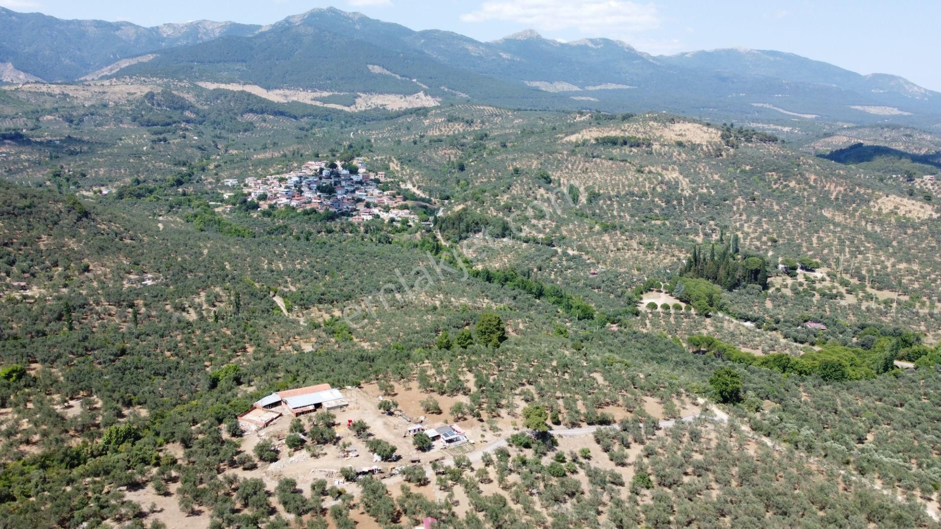 ▀▄mera Emlaktan Dereli Köyüne Yakın 15.500 M2 Müstakil Zeytinlik - Görsel 16