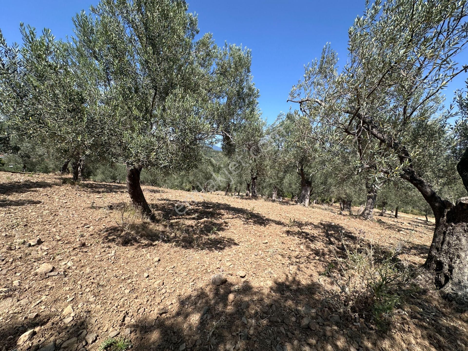 ▀▄mera Emlaktan Dereli Köyüne Yakın 15.500 M2 Müstakil Zeytinlik - Görsel 7