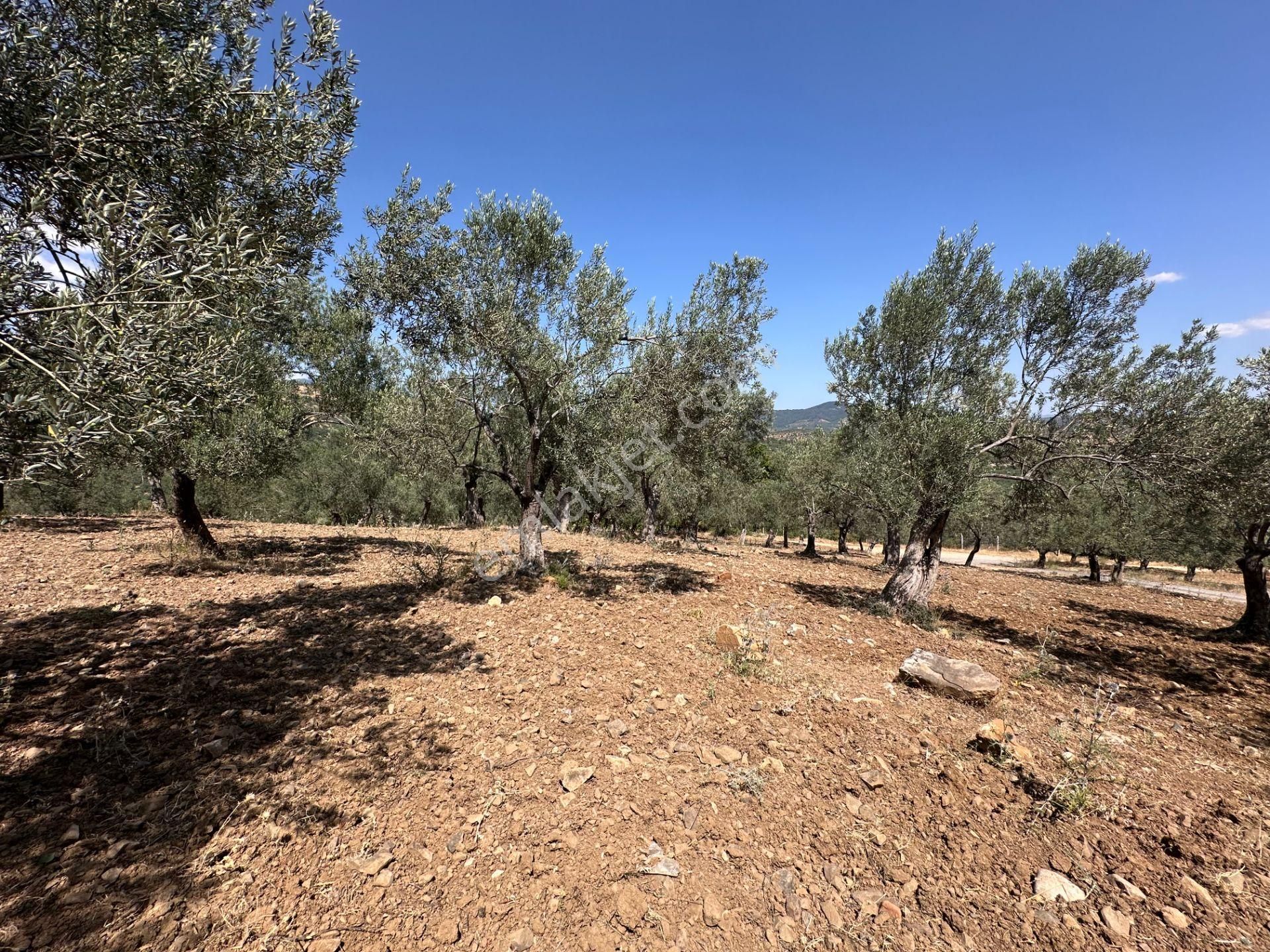 ▀▄mera Emlaktan Dereli Köyüne Yakın 15.500 M2 Müstakil Zeytinlik - Görsel 13